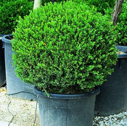 Rostliny - Zimostráz Faulkner květináč 15 litrů, průměr 35/40cm, koule