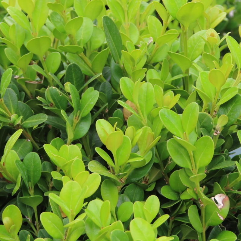 Rostliny - Zimostráz malolistý Faulkner květináč 18 litrů, průměr 40/45cm, koule