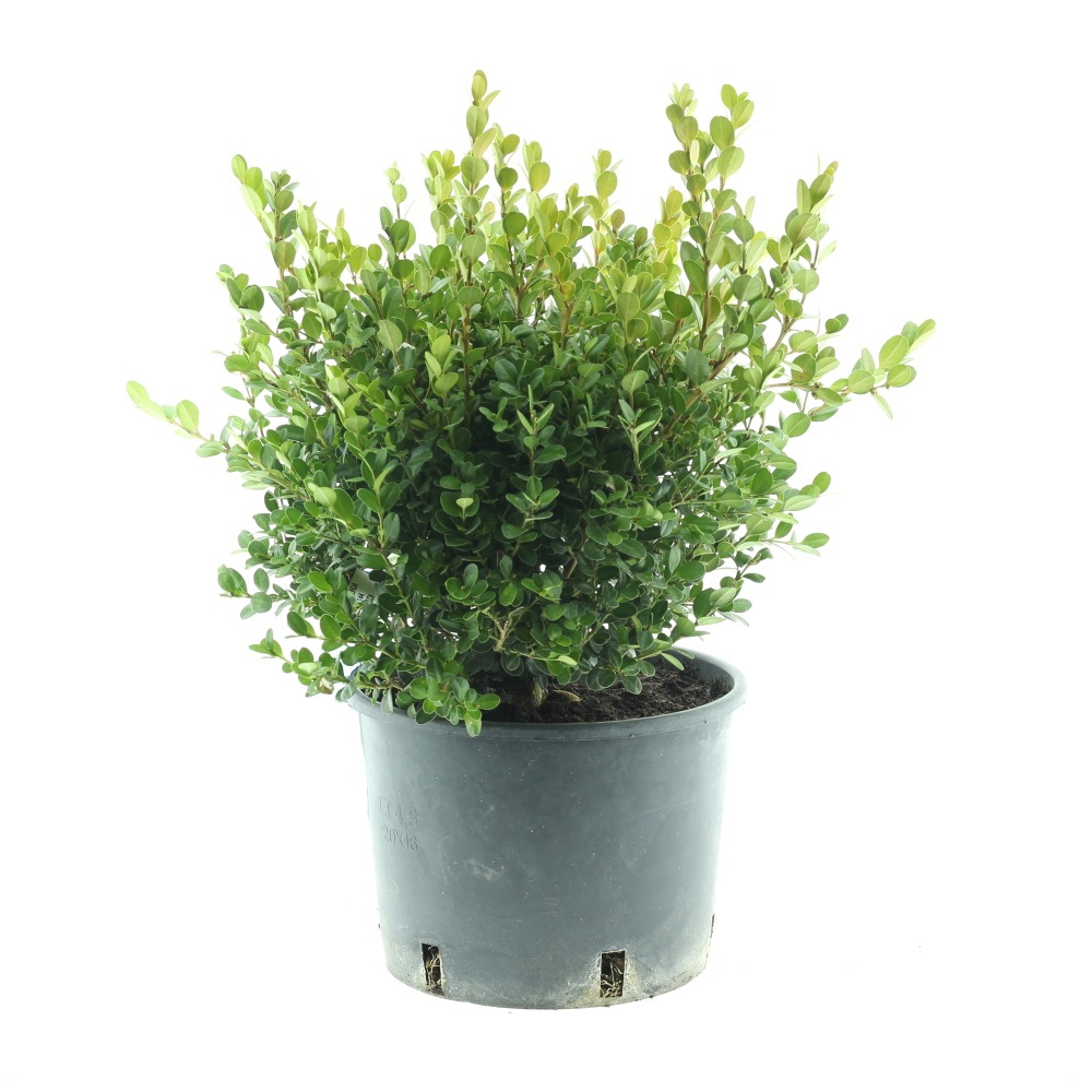 Rostliny - Zimostráz malolistý Faulkner květináč 5 litrů, průměr 25/35cm, koule