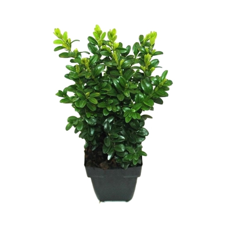 Stálezelené keře - Zimostráz obecný květináč 12cm