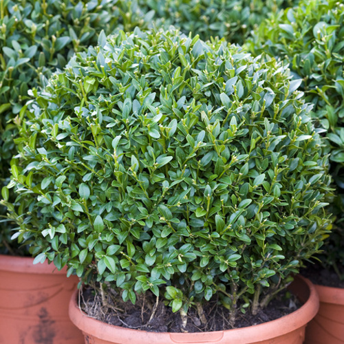 Rostliny - Zimostráz vždyzelený 'Arborescens' výška 20/22cm, 3 litry, koule