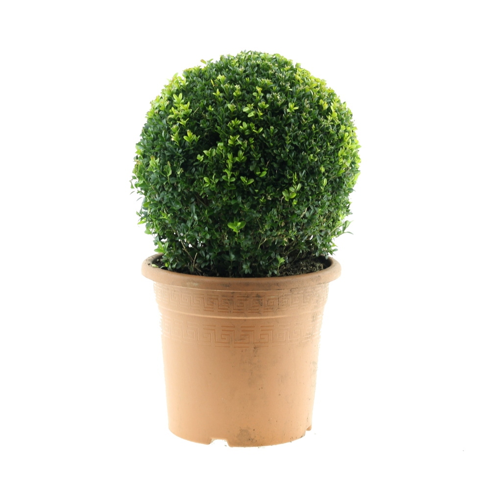 Rostliny - Zimostráz vždyzelený Arborescens výška 30/35cm, koule