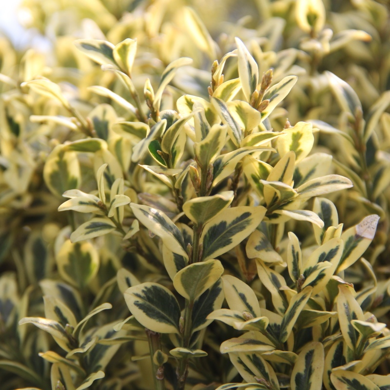 Rostliny - Zimostráz vždyzelený 'Aureovariegata' květináč 15 litrů,  výška 80/100cm, keř