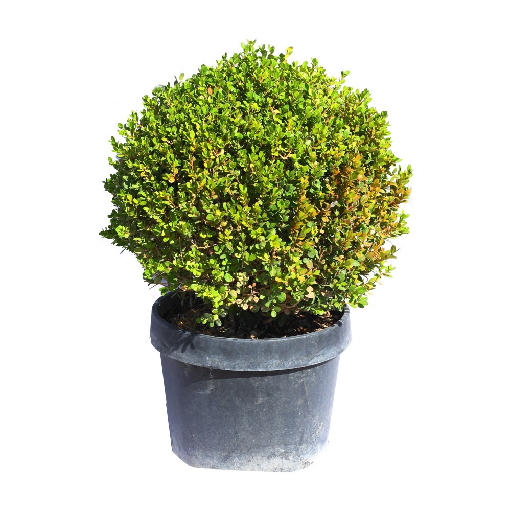 Rostliny - Zimostráz vždyzelený Faulkner květináč 20 litrů, průměr 40/45cm, koule