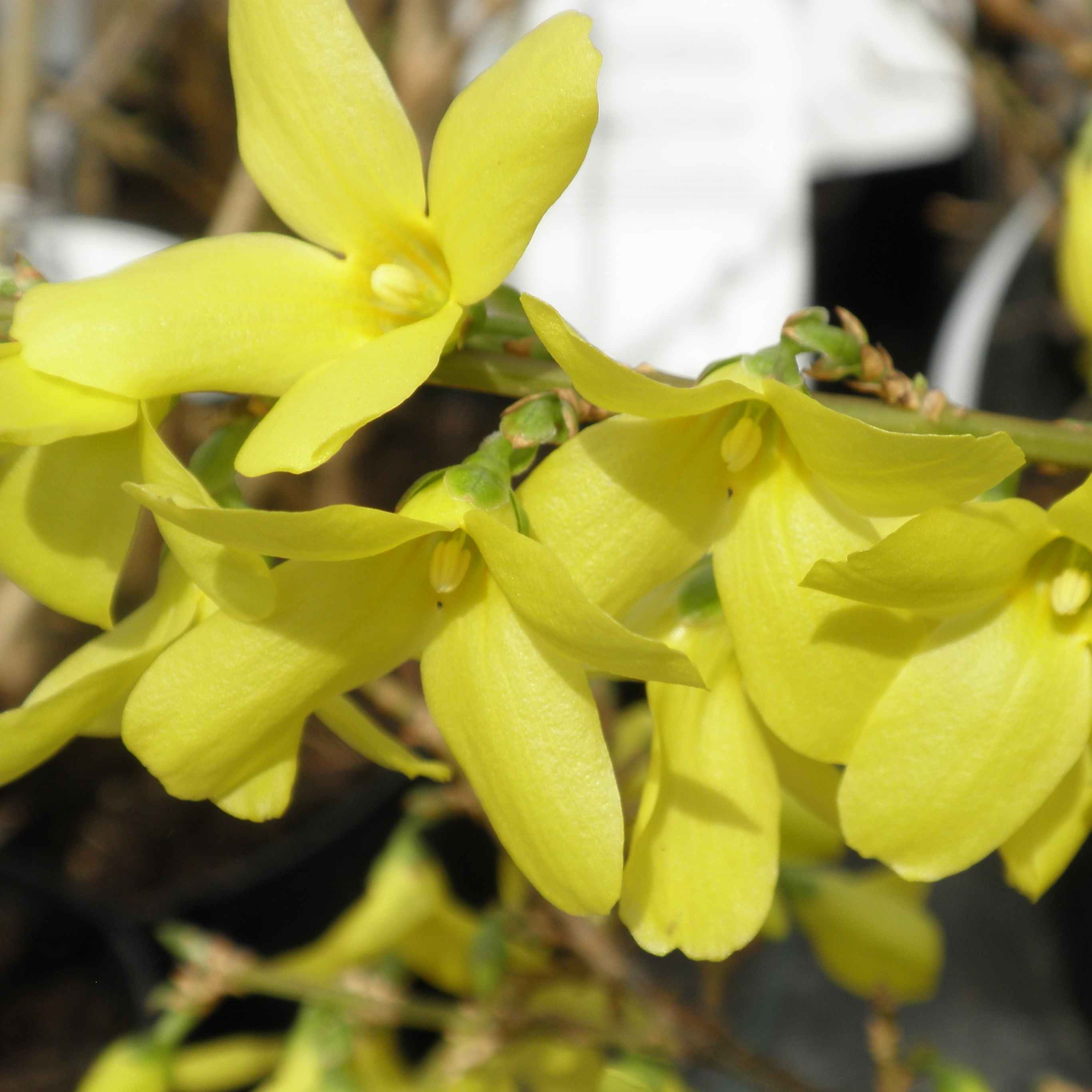 Keře okrasné květem - Zlatice květináč 4 litry, kmínek 90cm, stromek