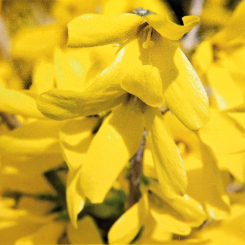 Keře okrasné květem - Zlatice prostřední Goldrausch květináč 5 litrů, výška 60/80cm, keř