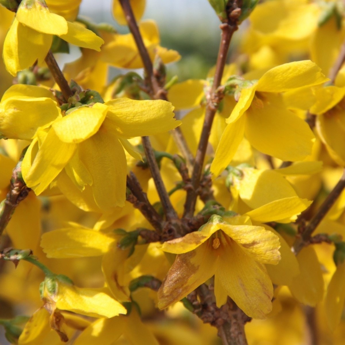 Keře okrasné květem - Zlatice prostřední Goldrausch výška 20/30cm, květináč 1,4 litru