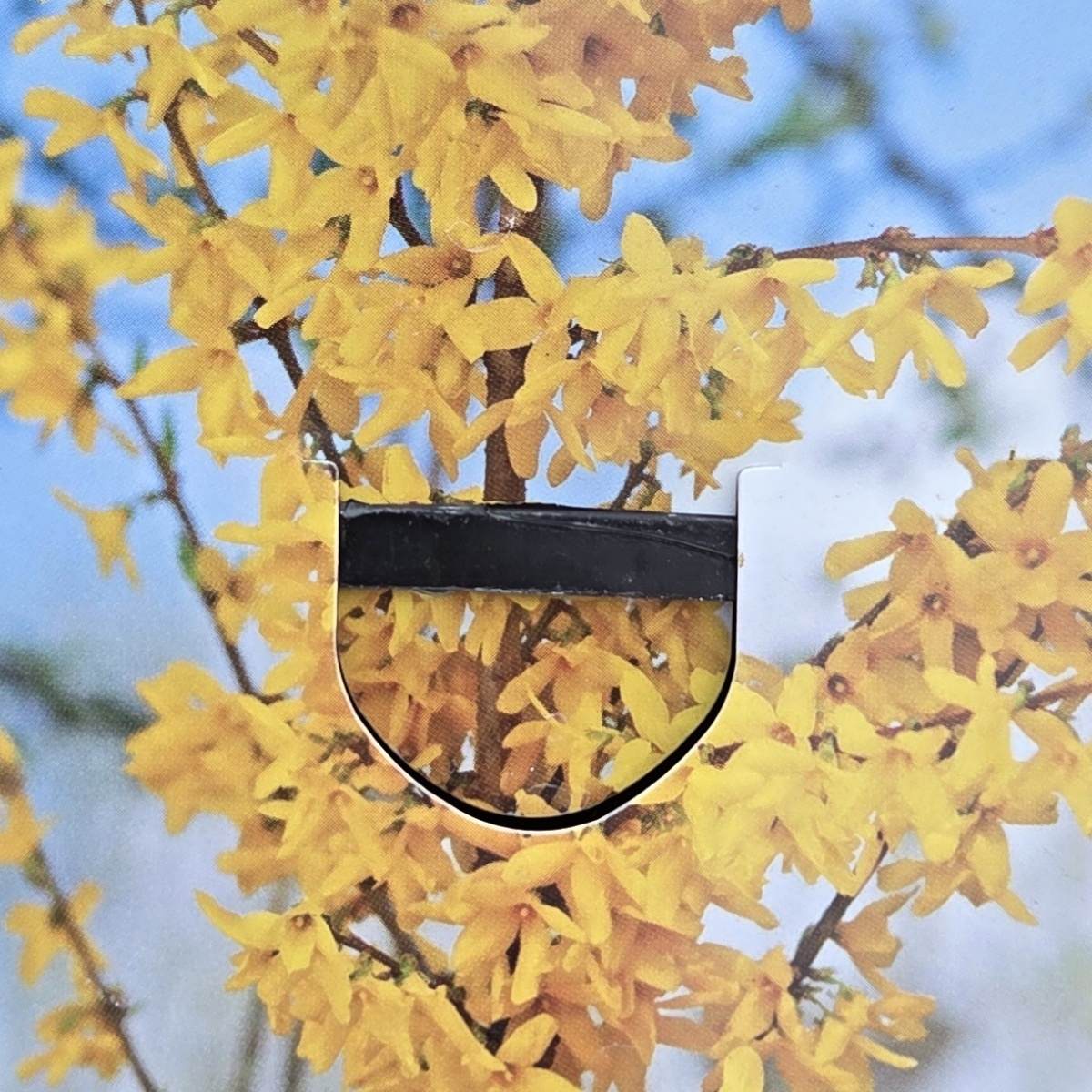 Keře okrasné květem - Zlatice prostřední Lynwood výška 30/40cm, kvěitnáč 1,5 litru