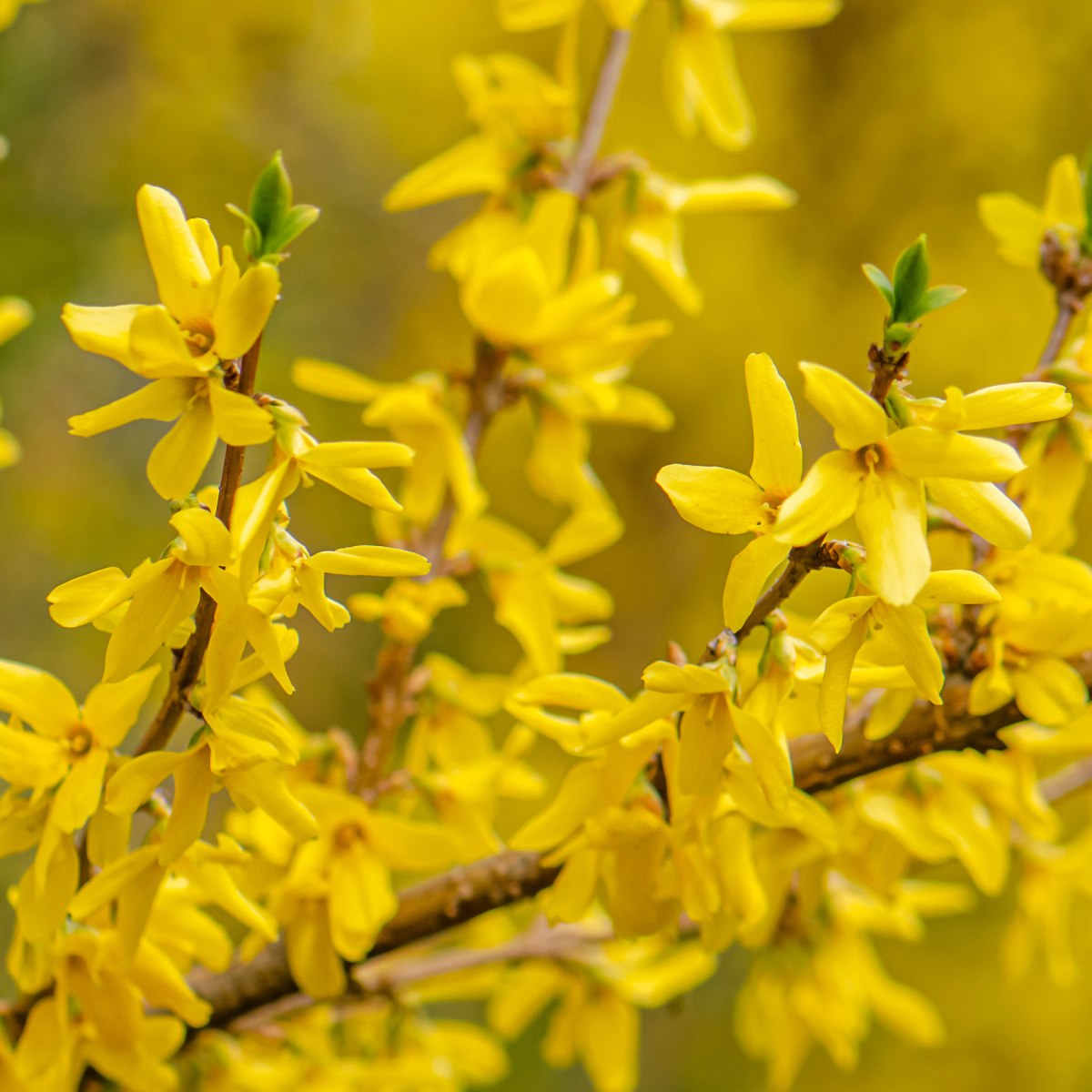 Keře okrasné květem - Zlatice prostřední Marée dOr výška 20/30cm, květináč 2,5 litru