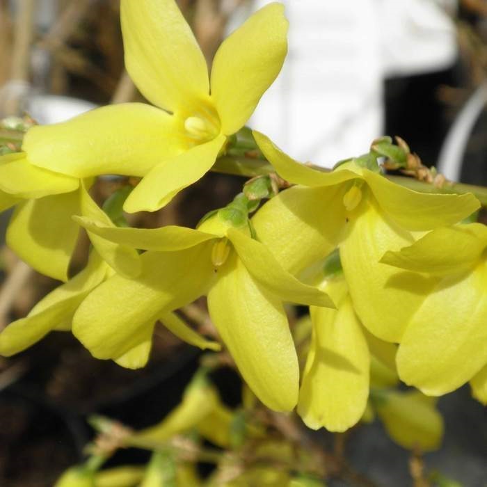 Keře okrasné květem - Zlatice prostřední 'Nimbus' květináč 2 litry, výška 20/40cm, keř