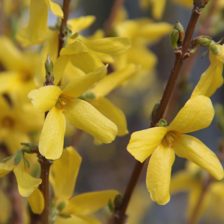 Keře okrasné květem - Zlatice prostřední 'Weekend' květináč 5 litrů, výška 60/80cm, keř