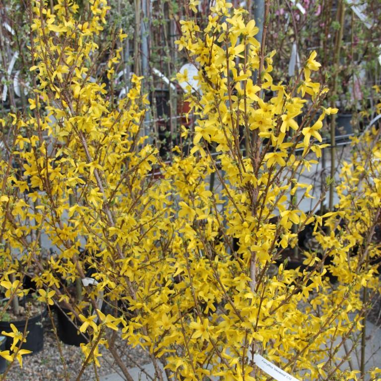 Zlatice prostřední 'Weekend' květináč 5 litrů, výška 60/80cm, keř-1