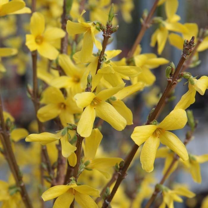 Rostliny - Zlatice prostřední 'Weekend' výška 30/40cm, květináč 1,4 litru