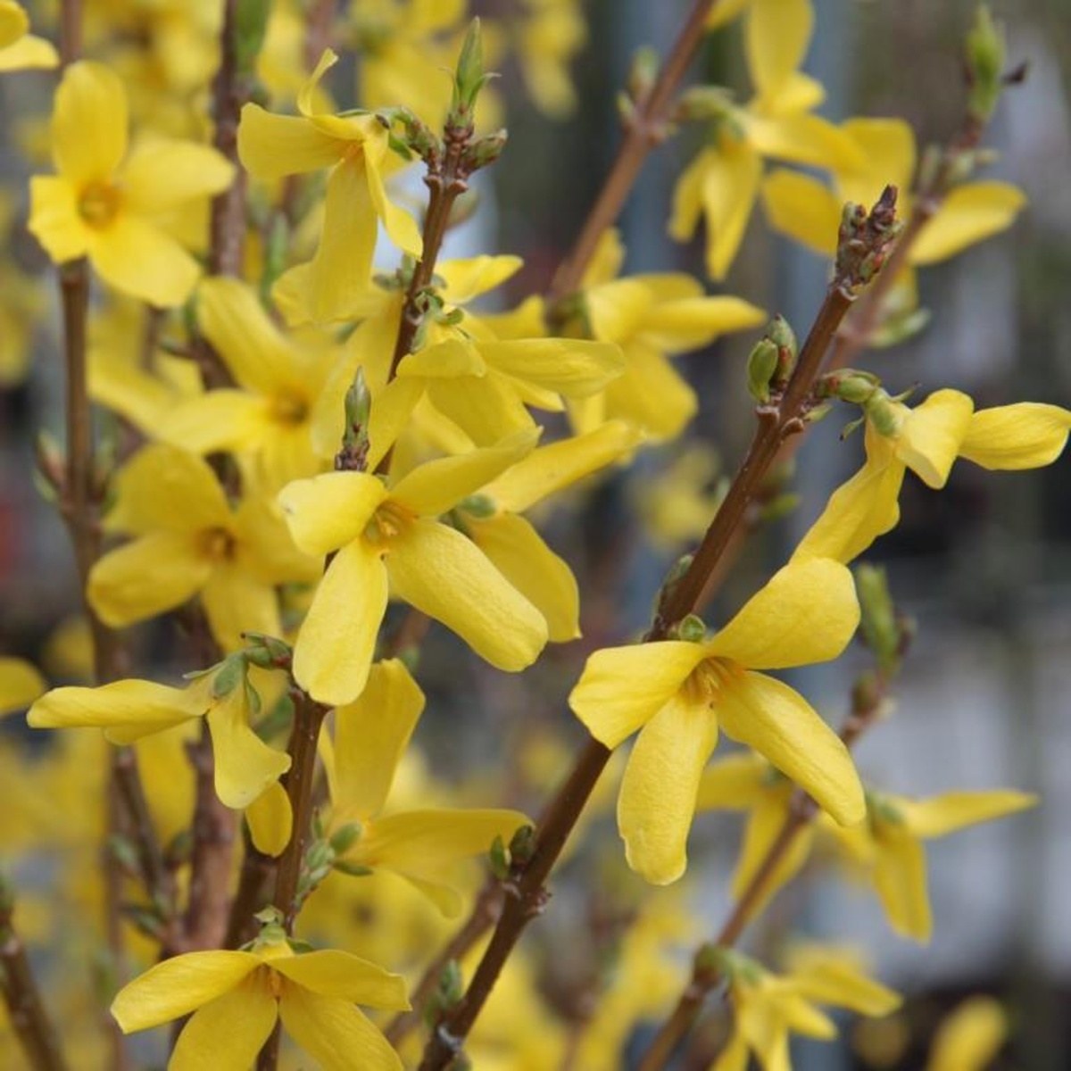Keře okrasné květem - Zlatice prostřední Weekend výška 30/40cm, květináč 2,5 litru