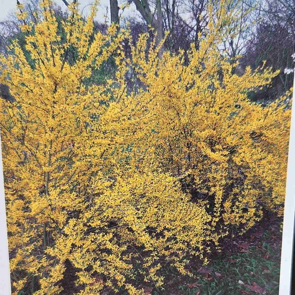 Zlatice prostřední Weekend výška 30/40cm, květináč 2,5 litru-0