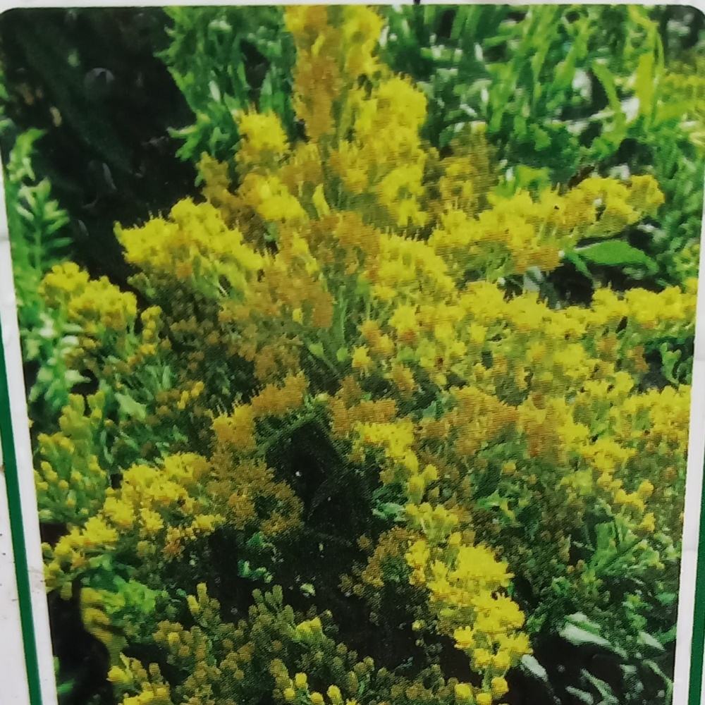 Na slunce - Zlatobýl Strahlenkrone květináč 9cm