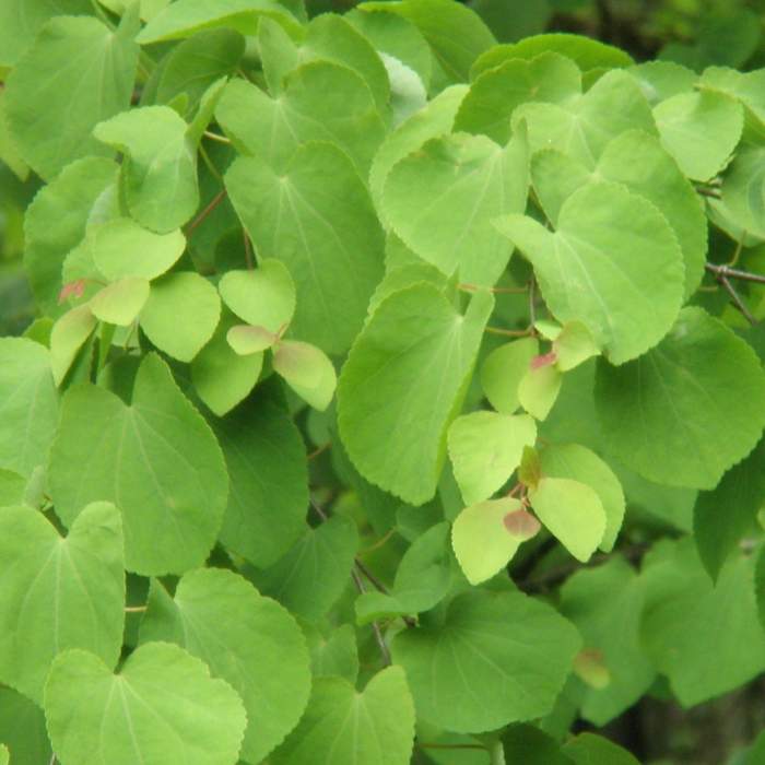 Listnaté stromky a stromy - Zmarličník japonský 'Pendulum' květináč 20 litrů, kmínek 180cm, převislý, strom