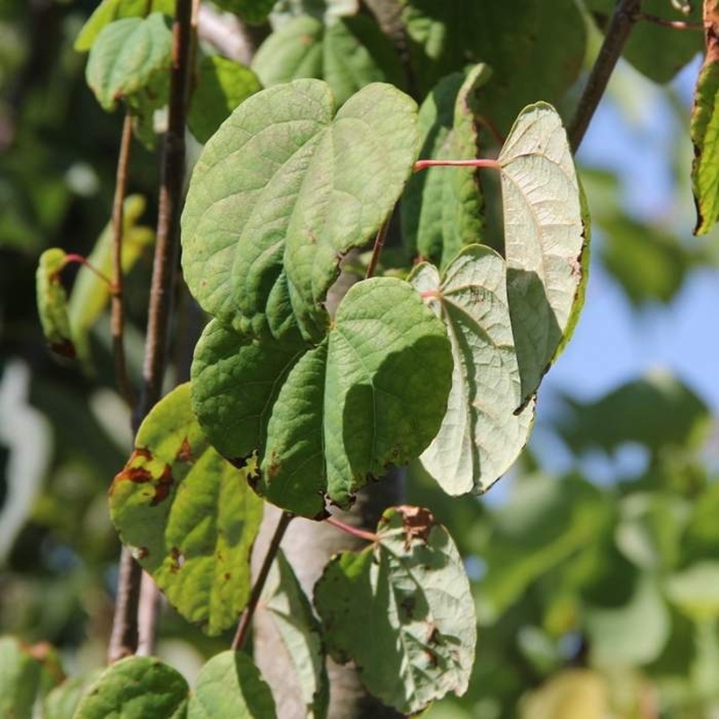 Keře okrasné listem - Zmarličník japonský výška 150/175cm, květináč 30 litrů