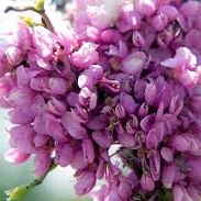 Keře okrasné květem - Zmarlika čínská Avondale květináč 6 litrů, výška 40/60cm, keř