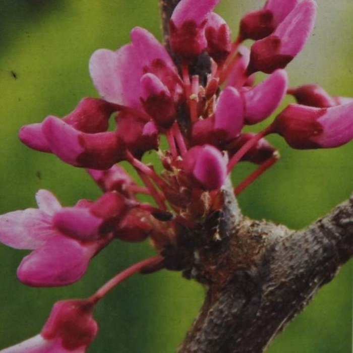 Keře okrasné květem - Zmarlika čínská 'Avondale' výška 40/50cm, květináč 5 litrů