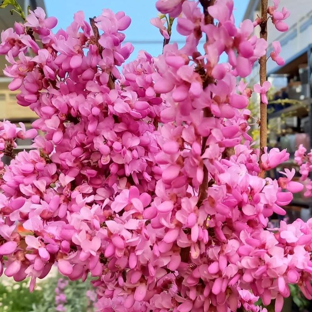 Keře okrasné květem - Zmarlika čínská Avondale výška 60/80cm, květináč 10 litrů