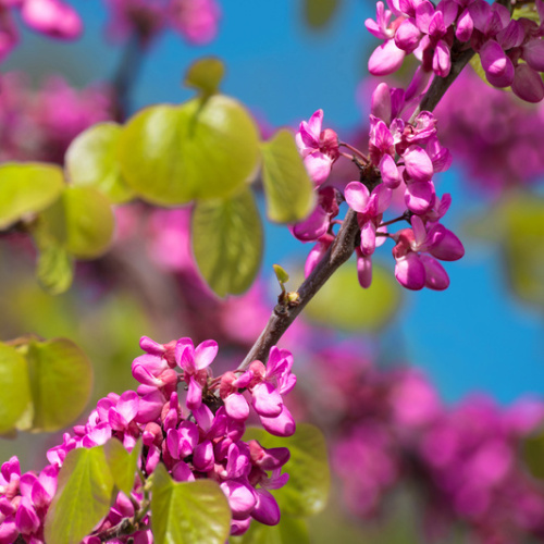 Rostliny - Zmarlika Jidášova výška 150/+, 55 litrů