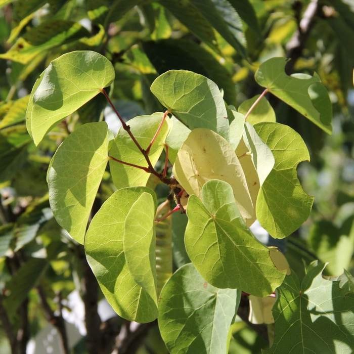 Keře okrasné květem - Zmarlika Jidášova výška 200/250cm, květináč 150 litrů