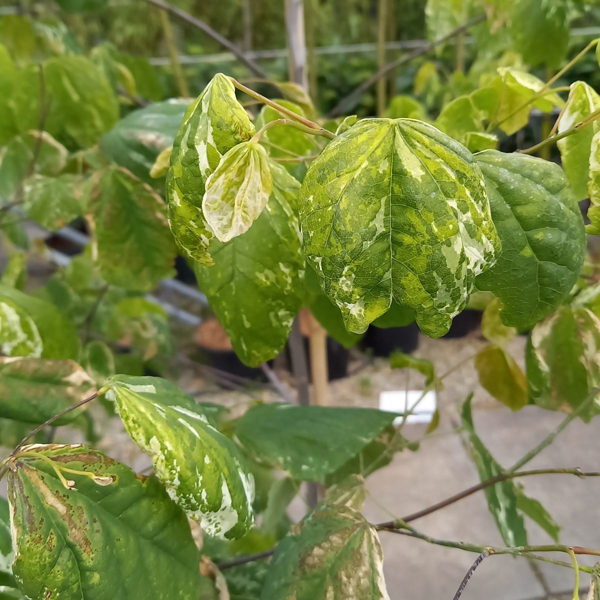 Keře okrasné květem - Zmarlika kanadská Alley Cat výška 150/175cm, květináč 20 litrů