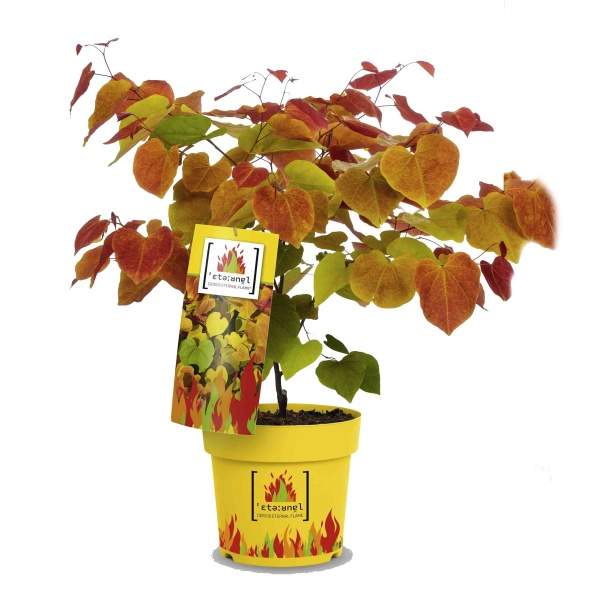 Keře okrasné listem - Zmarlika kanadská 'Eternal Flame 16,5l