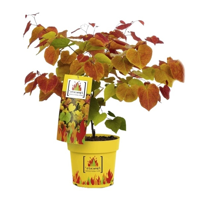 Keře okrasné květem - Zmarlika kanadská Eternal Flame  výška 125/150cm, květináč 10 litrů