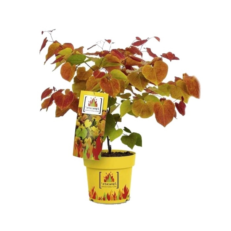 Keře okrasné květem - Zmarlika kanadská 'Eternal Flame výška 125/150cm, květináč 32 litrů