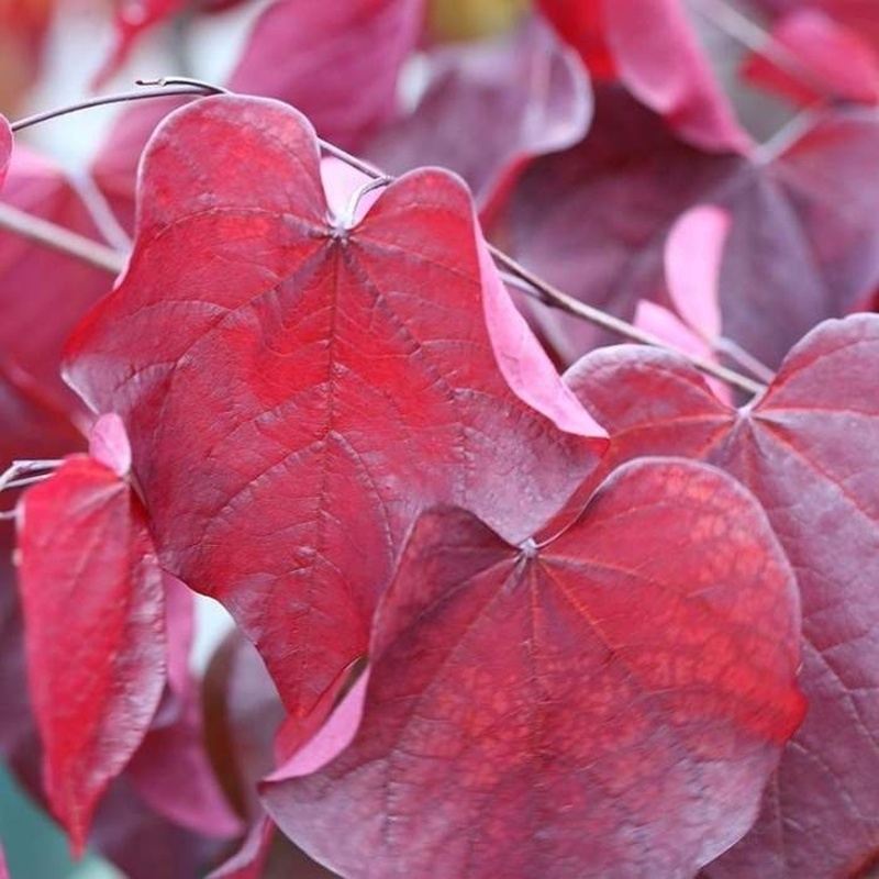Listnaté stromky a stromy - Zmarlika kanadská Forest Pansy kmínek 120cm, květináč 7 litrů