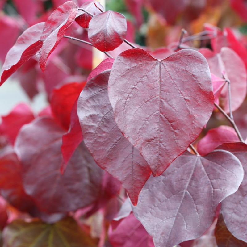 Keře okrasné květem - Zmarlika kanadská Forest Pansy květináč 18 litrů