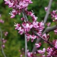 Keře okrasné květem - Zmarlika kanadská 'Forest Pansy' květináč 20 litrů, výška 150/175cm, keř