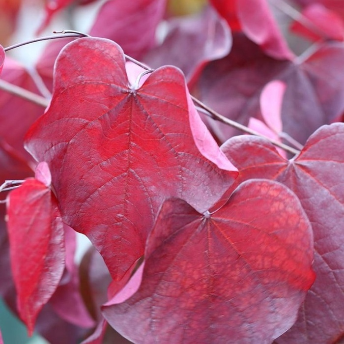 Keře okrasné květem - Zmarlika kanadská 'Forest Pansy' květináč 25 litrů