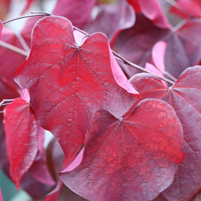 Keře okrasné květem - Zmarlika kanadská 'Forest Pansy' výška 100/125cm, květináč 25 litrů