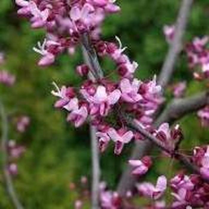 Zmarlika kanadská 'Forest Pansy' výška 100/125cm, květináč 25 litrů-0