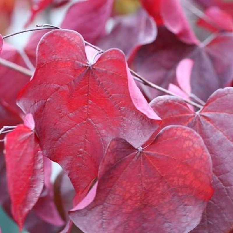 Keře okrasné květem - Zmarlika kanadská 'Forest Pansy' výška 80/100cm, květináč 32 litrů