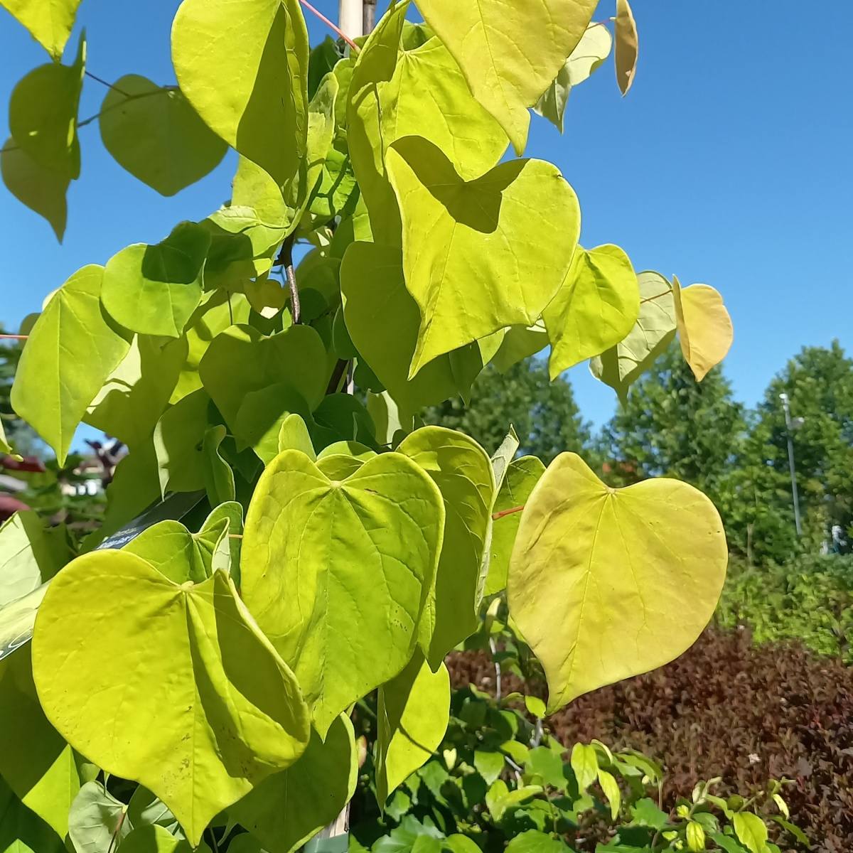 Listnaté stromky a stromy - Zmarlika kanadská Golden Falls výška 100/125cm, květináč 16,5 litru