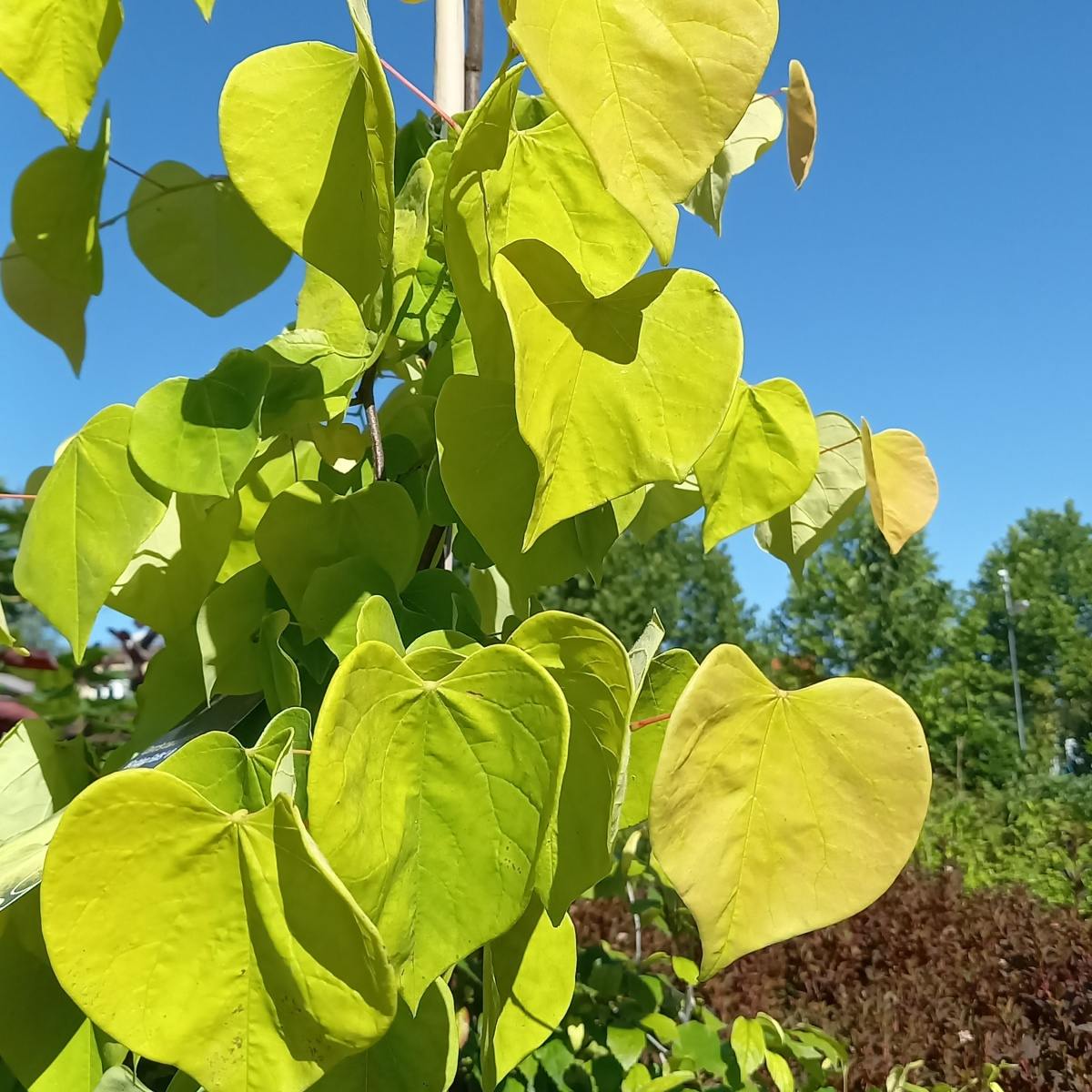 Listnaté stromky a stromy - Zmarlika kanadská Golden Falls výška 150/175cm, květináč 25 litrů