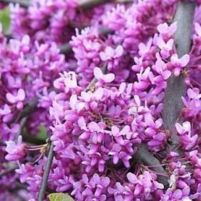 Rostliny - Zmarlika kanadská 'Lavender Twist' kmínek 120cm, květináč 45 litrů