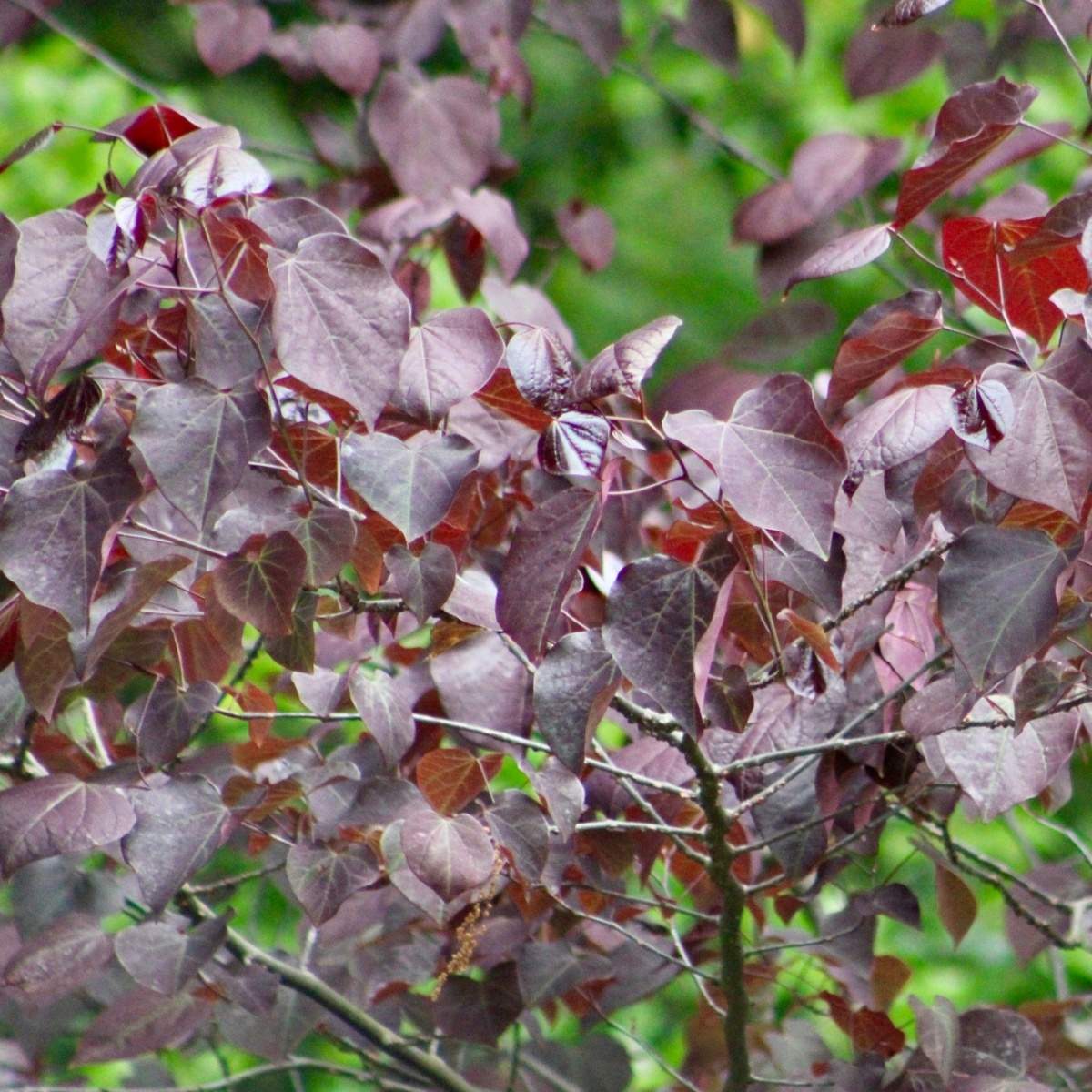 Keře okrasné květem - Zmarlika kanadská Merlot výška 150/175cm, květináč 12 litrů