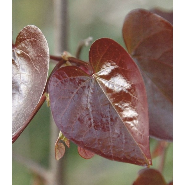 Listnaté stromky a stromy - Zmarlika kanadská 'Merlot' výška 175/200cm, 10 litrů