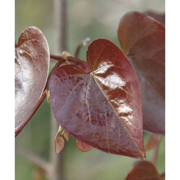 Listnaté stromky a stromy - Zmarlika kanadská Merlot výška 40/60cm, 6 litrů
