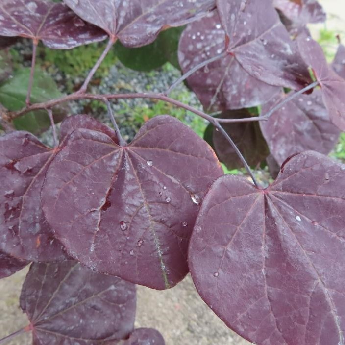 Rostliny - Zmarlika kanadská 'Ruby Falls' květináč 130 litrů, výška 250/300cm, převislý, vyvazovaný keř