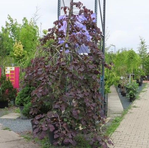 Zmarlika kanadská 'Ruby Falls' květináč 130 litrů, výška 250/300cm, převislý, vyvazovaný keř-0