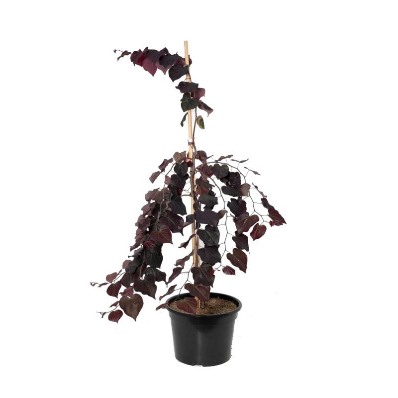 Keře okrasné květem - Zmarlika kanadská 'Ruby Falls' výška 175/200cm, květináč 12 litrů