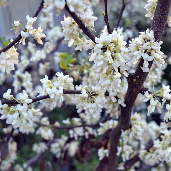 Listnaté stromky a stromy - Zmarlika kanadská 'Texas White' výška 250/300cm