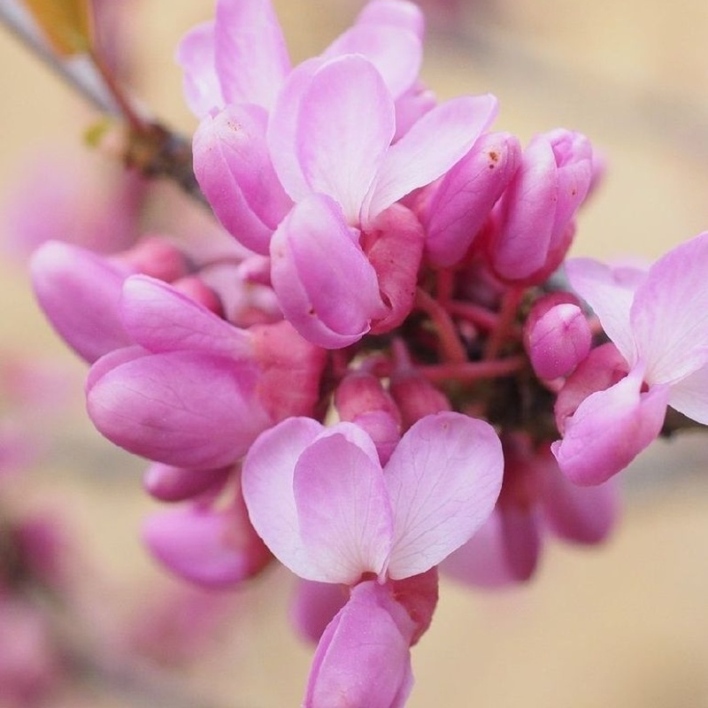 Rostliny - Zmarlika kanadská 'The Rising Sun' výška 40/60cm, květináč 6 litrů