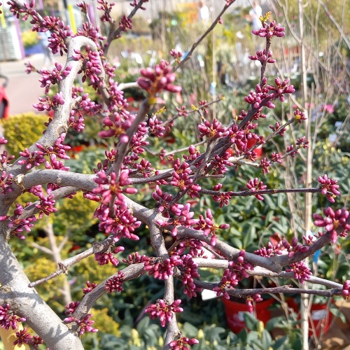 Keře okrasné květem - Zmarlika kanadská 'Traveller' 18 litrů